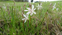 Trachyandra filiformis