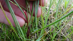 Trachyandra filiformis