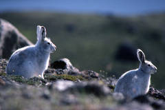 Lepus arcticus
