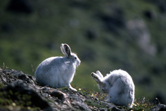 Lepus arcticus