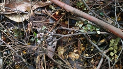 Eucalyptus nitida