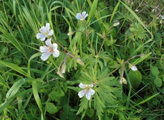 Geranium asiaticum