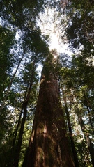 Eucalyptus nitida
