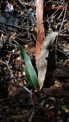 Eucalyptus nitida