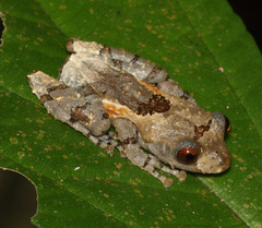 Dotted Bubble-Nest Frog photo 1