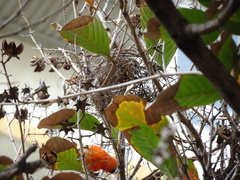 Foudia madagascariensis