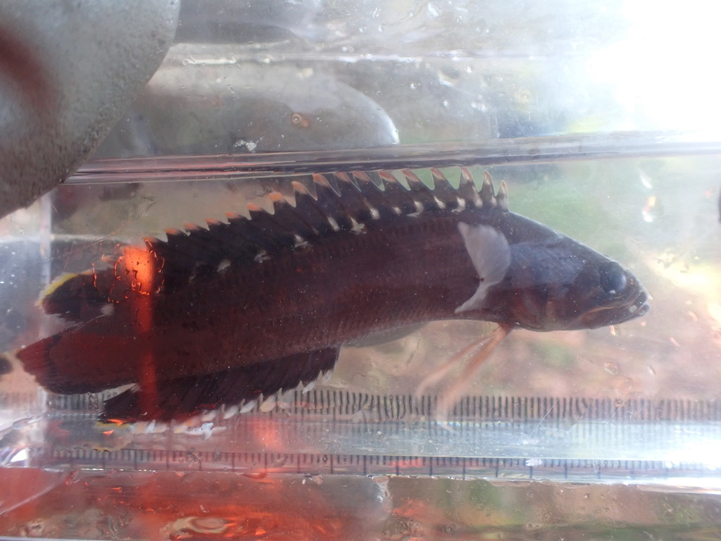 Stout Rockfish
