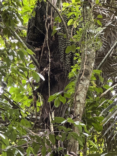 Arenga pinnata, photograph 5