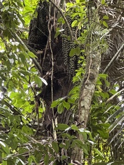 Arenga pinnata, photograph (c) tlaloc27, some rights reserved (CC BY)