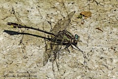 Gomphurus septima