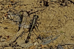 Gomphurus septima