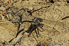 Gomphurus septima