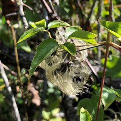 Clematis catesbyana