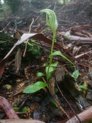 Pterostylis scabrida