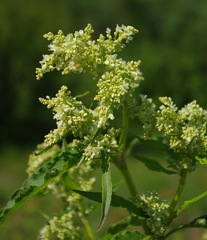 Koenigia alaskana