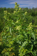 Koenigia alaskana