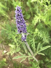 Nepeta multifida