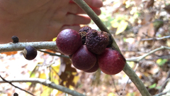 Disholcaspis globosa