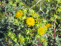 Berkheya heterophylla radiata