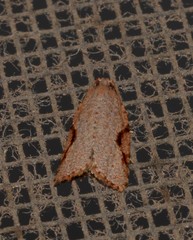 Meritastis piperata