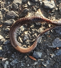 Cacophis harriettae