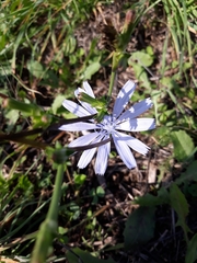 Cichorium intybus