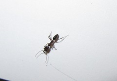 Odontomachus brunneus