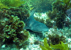 Brachaelurus waddi