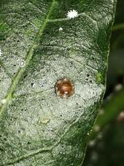 Ceroplastes japonicus