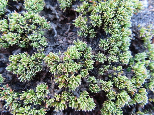 Image of Aspalathus quartzicola by (c) linkie, some rights reserved (CC BY)