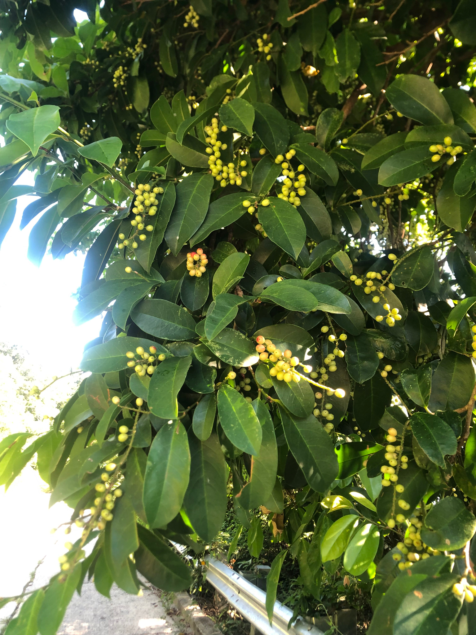 Antidesma bunius (Antidesma bunius)