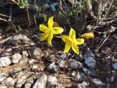Cyanella lutea lutea