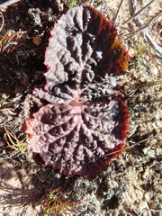 Lichtensteinia latifolia
