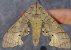 Marumba