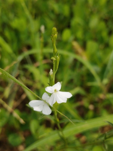 Striga angustifolia, 2025-08-15