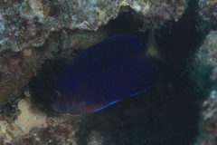 Centropyge fisheri