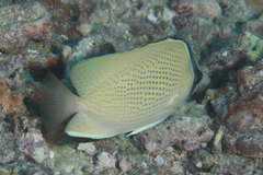 Chaetodon citrinellus