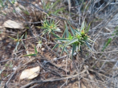 Aspalathus alpestris