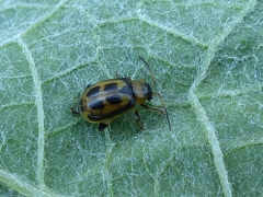 Cerotoma trifurcata