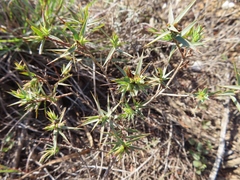 Aspalathus alpestris