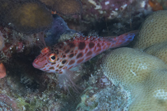 Cirrhitichthys oxycephalus