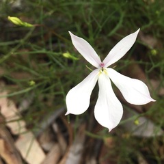 Lithotoma anethifolia