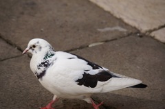 Columba livia domestica