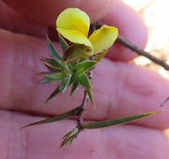 Aspalathus alpestris