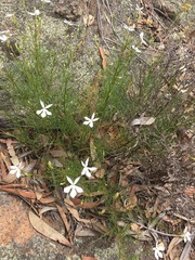 Lithotoma anethifolia