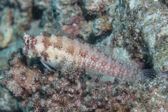 Crossosalarias macrospilus