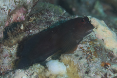 Cirripectes springeri