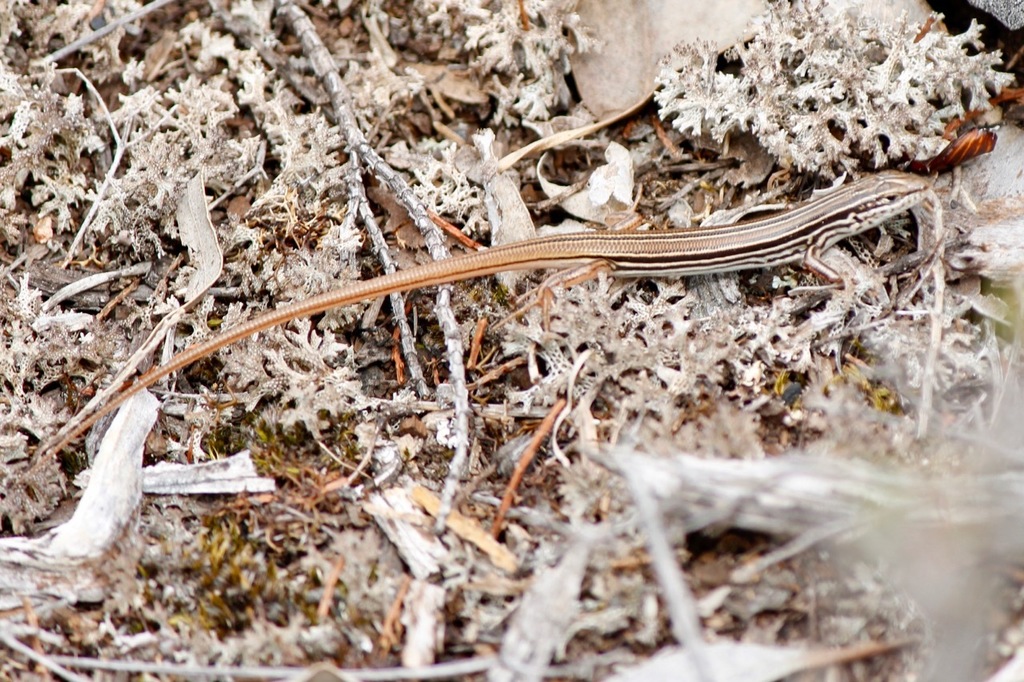 Brown-Backed Yellow-Lined Ctenotus