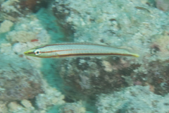 Hologymnosus doliatus