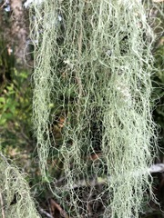 Ramalina usnea